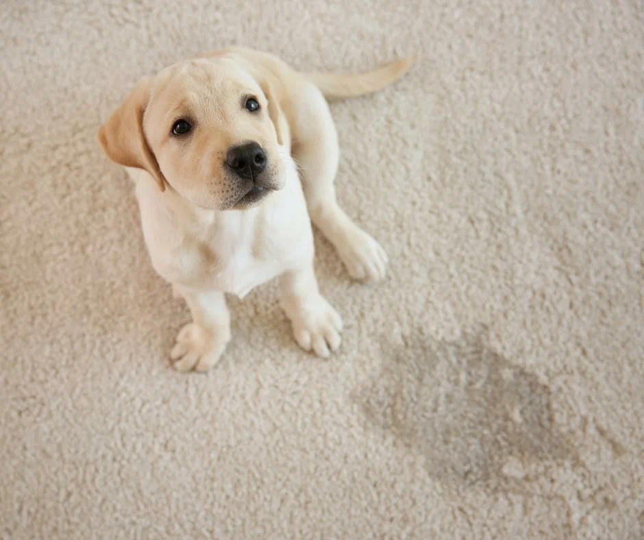 get urine smell out of carpet