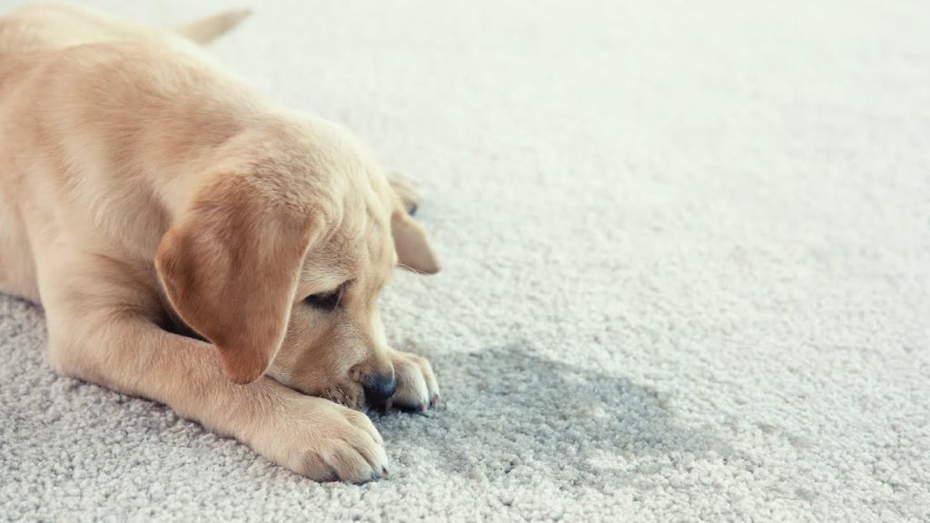 how to get urine smell out of carpet