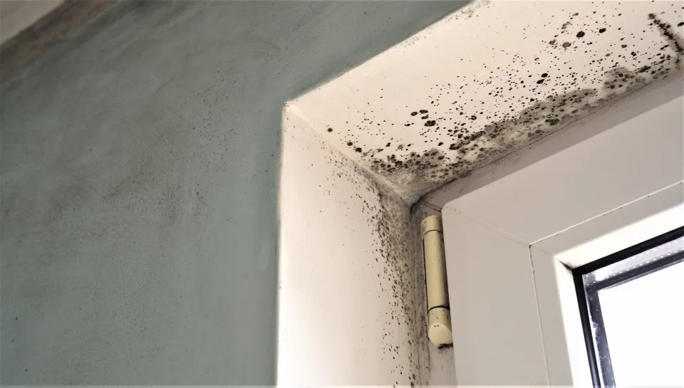 black mold clean up