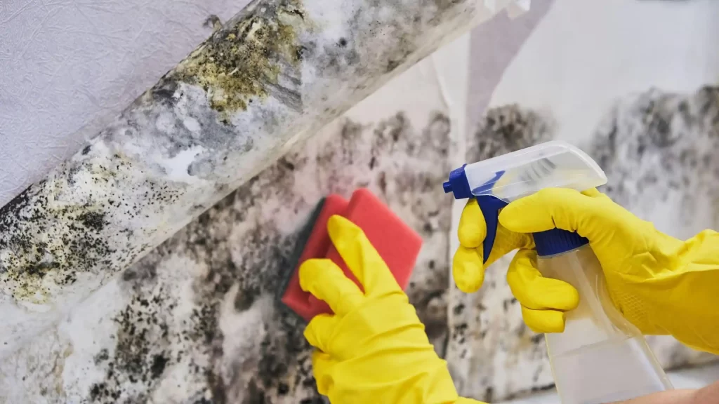 how to get rid of black mold