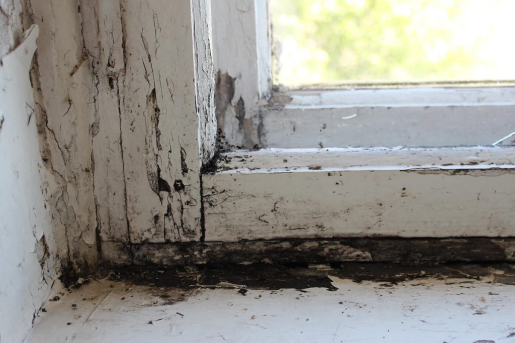 how to remove black mold